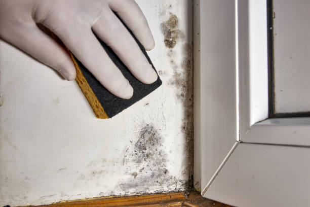 Best 24/7 water damage repair  in Friars Point, MS